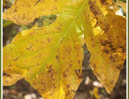 The first signs of Fall