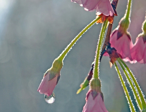 Cherry Blossom Trees | Fairmount Park Conservancy … TAKE 2!