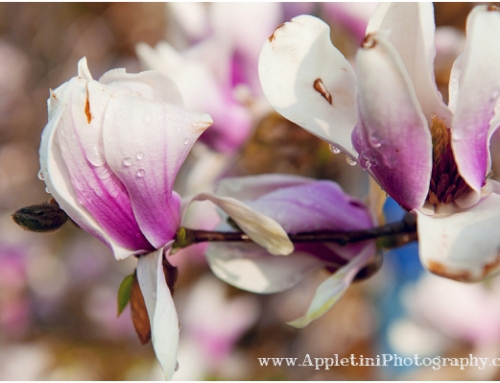 Cherry Blossom Trees | Fairmount Park Conservancy