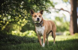 Pup captured with a proper aperture to show off his features
